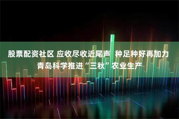 股票配资社区 应收尽收近尾声  种足种好再加力 青岛科学推进“三秋”农业生产